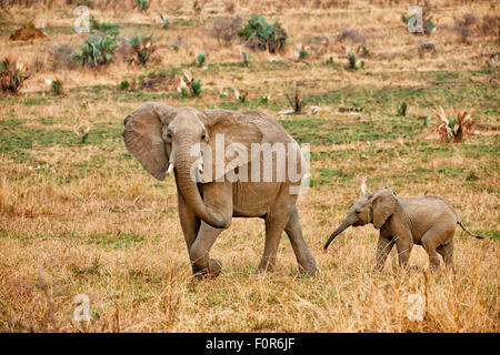 African bush elephant and calf Stock Photo - Alamy