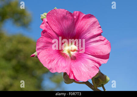 common hollyhock (Alcea rosea) Stock Photo