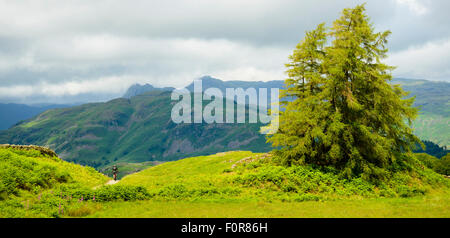 Female mountain biker at Iron Keld in the Lake District with the Langdale Pikes on the skyline Stock Photo