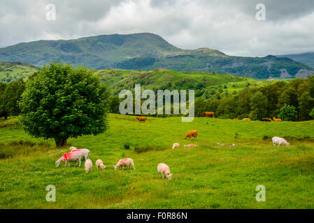 Grazing sheep and cows in the Lake District with Wetherlam on the horizon Stock Photo