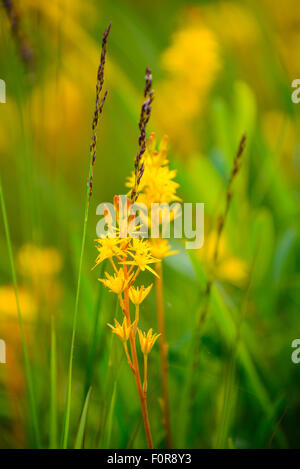 Bog asphodel Narthecium ossifragum at Taynish National Nature Reserve beside Loch Sween Argyll Scotland Stock Photo