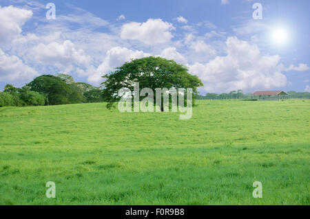 Huge tree in the middle of a cattle field Stock Photo