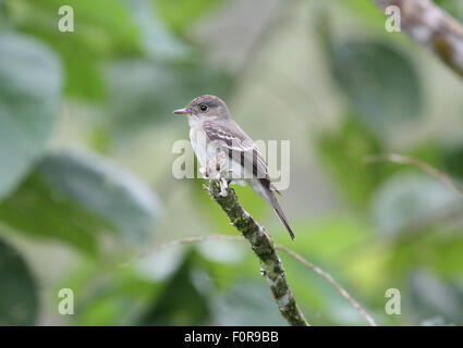 Tropical Pewee (Contopus cinereus) perched on a tree branch Stock Photo