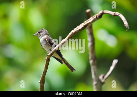 Tiny Tropical Pewee perched on a tree branches ready to catch flies inside the rain forest of Panama Stock Photo