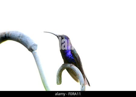 Beautiful  Violet Sabrewing (Campylopterus hemileucurus) hummingbird one of the largest hummingbirds in Central and South Americ Stock Photo