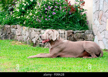 Beautiful Weimaraner dog laying on grass Stock Photo