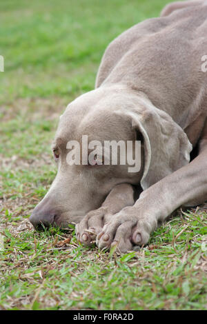 Weimaraner dog resting outdoors on grass Stock Photo