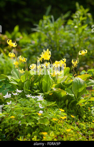 Erythronium - Dogs Tooth Violet. The Fern Nursery, Binbrook, Lincolnshire, UK. Spring, April 2015. Stock Photo