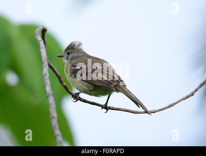A Yellow-bellied Elaenia ( Elaenia flavogaster) perched on a tree branch Stock Photo