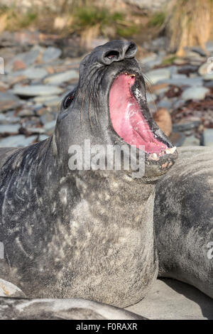 Southern Elephant Seal portrait Stock Photo