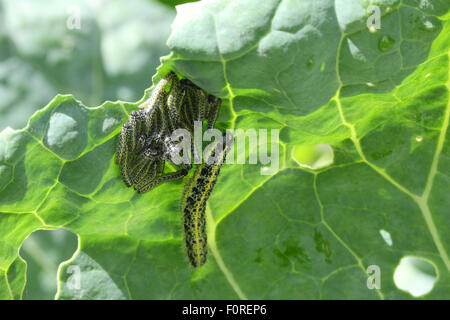 Cabbage White Caterpillars Underleaf Stock Photo