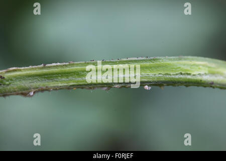 Didymella bryoniae Cucumber stem rot showing black pycnidia developing on stem Stock Photo