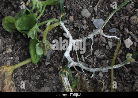 Didymella bryoniae Cucumber stem rot on cucumber Stock Photo