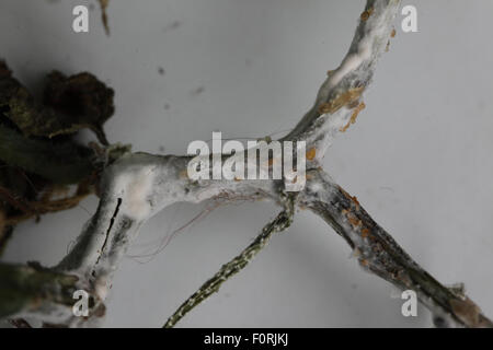 Didymella bryoniae Cucumber stem rot on cucumber Stock Photo - Alamy