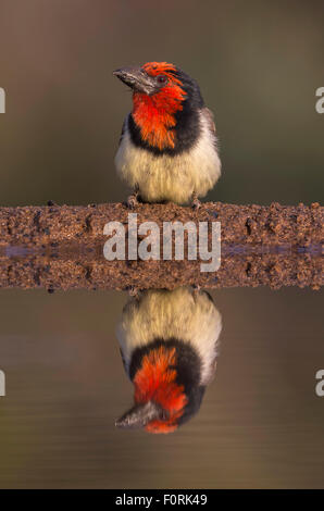 Black collared barbet (Lybius torquatus), Zimanga private game reserve, KwaZulu-Natal, South Africa Stock Photo