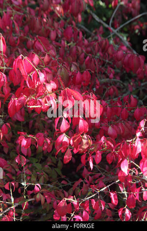 Euonymus alatus shrub with leaves in autumn Stock Photo