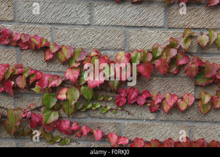 Parthenocissus tricuspidata Boston Ivy growing on brick wall Stock Photo