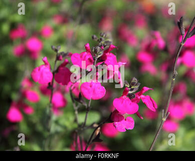 Salvia 'Dayglow' close up of flower Stock Photo