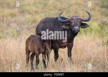 Cape buffalo (Syncerus caffer) cow with calf, Kruger National Park, South Africa Stock Photo
