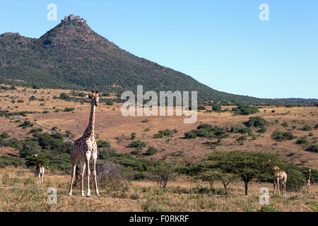 Giraffes (Giraffa camelopardalis), Ithala Game reserve, KwaZulu-Natal, South Africa Stock Photo