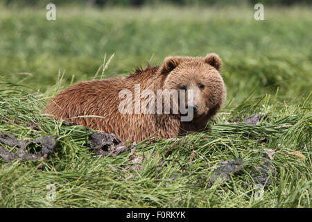 Kodiak Brown Bear on its day bed at Uyak Bay, Kodiak Island, Alaska Stock Photo