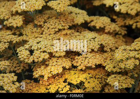 Achillea millefolium 'Terracotta' close up of flowers Stock Photo