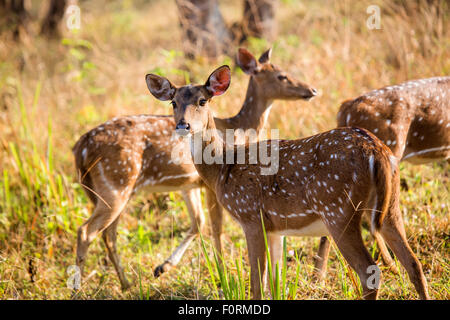 The chital or cheetal (Axis axis), also known as chital deer, spotted deer or axis deer Stock Photo