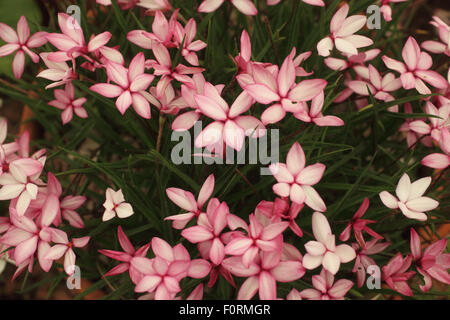 Rhodohypoxis 'Pintado' close up of flowers Stock Photo