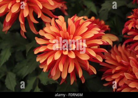 Dahlia 'Gallery Art Deco' close up of flower Stock Photo