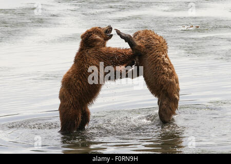 Kodiak Brown Bears at the head of Uyak Bay, Kodiak Island, Alaska Stock Photo