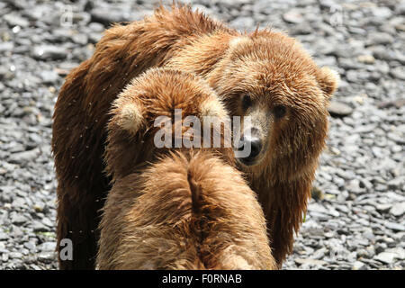 Kodiak Brown Bears fighting on a beach at the head of Uyak Bay, Kodiak Island, Alaska Stock Photo