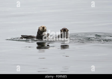 Sea Otter in Uyak Bay, Kodiak Island, Alaska. Stock Photo