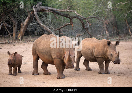 White rhino (Ceratotherium simum) with calf, Kumasinga water hole, Mkhuze game reserve, KwaZulu Natal, South Africa Stock Photo