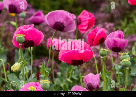 Poppies growing in an English Garden ,a flowering plant in the subfamily Papaveroideae of the family Papaveraceae, England ,UK Stock Photo