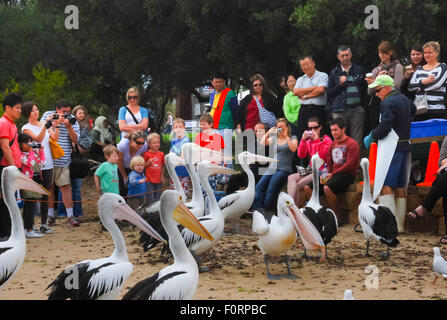 Tourists watching pelicans at the San Remo beach, Victoria, Australia. Stock Photo