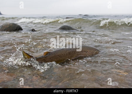 Sea trout (Salmo trutta) in shallow water in sea, Bornholm, Vester Herred, Denmark, November 2009 Stock Photo