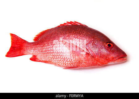 Northern Red Snapper Lutjanus campechanus fish isolated on a white background. Stock Photo