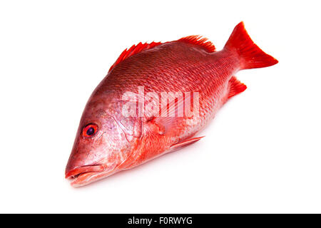 Northern Red Snapper Lutjanus campechanus fish isolated on a white background. Stock Photo