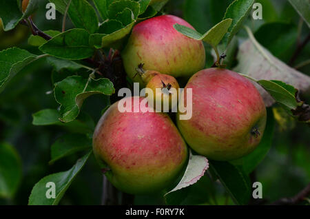 Three juicy apples growing on a tree ready for harvesting UK Stock Photo