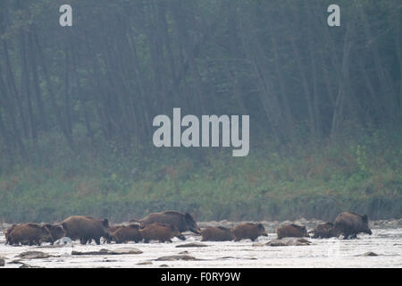 Family group of Wild boar (Sus scrofa) crossing the San River on a misty September morning, Krywe Nature Reserve, Bieszczady region, Poland, September 2011 Stock Photo
