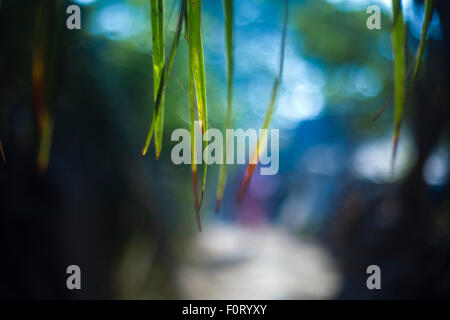 thin grass like leaves hanging from the top over a blur background. Stock Photo