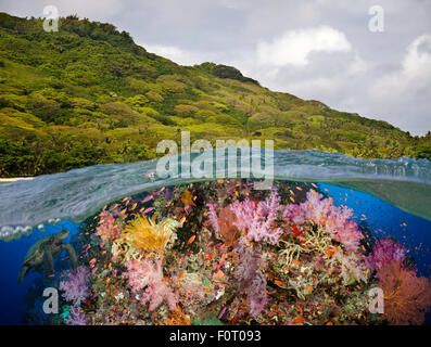 A half above, half below look at a Fijian reef with alconarian and gorgonian coral and a green sea turtle, Fiji. Stock Photo