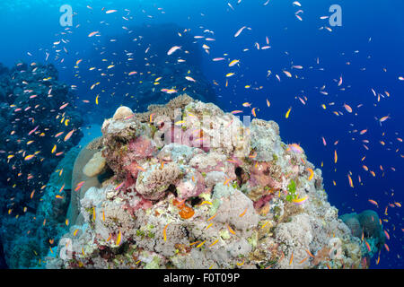 A reef scene with schooling anthias at Yap Caverns off the island of Yap, Micronesia. Stock Photo