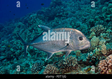 The white ulua, Caranx ignobilis, is also known as a giant trevally or jack.  Hawaii. Stock Photo