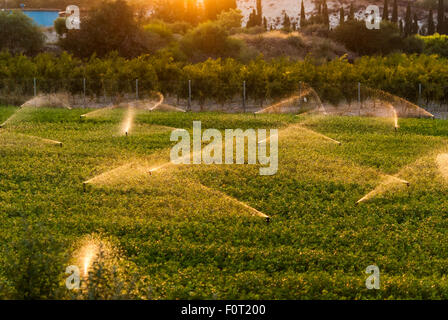 irrigation system waters green farm field at sunset. Stock Photo