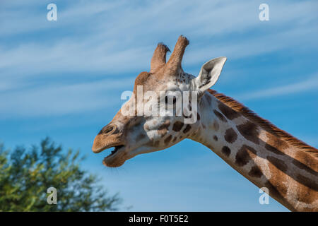 Close up photo of a Rothschild Giraffe head
