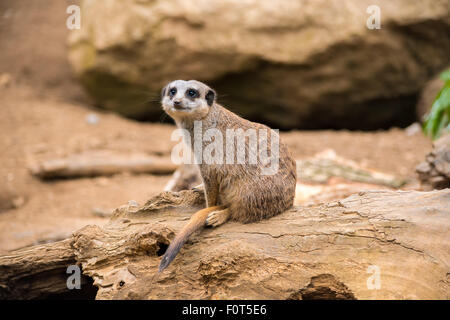 Meerkat on a rock Stock Photo