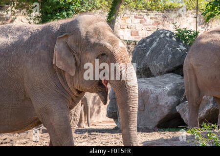 Close up of an Asian Elephant face Stock Photo