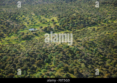 Aerial image of Dehesa forest, Salamanca Region, Castilla y Leon, Spain, May 2011 Stock Photo