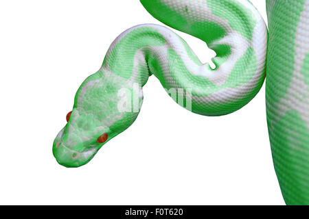 albino reticulated python (python reticulatus) isolated on white background Stock Photo